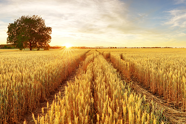 “流动法庭”闪亮羌塘草原