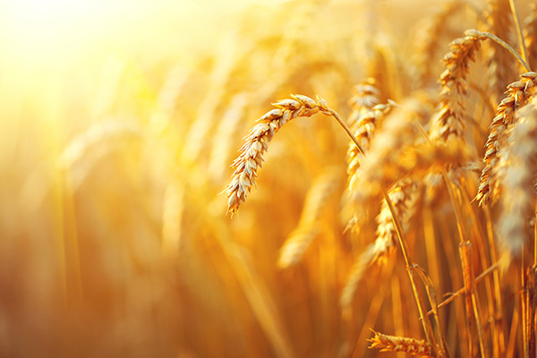 广东：2022年粮食产量、面积、单产增幅均高于全国平均水平